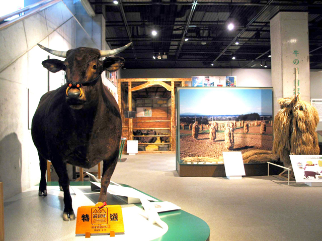 前沢牛の剥製を展示／牛の博物館（岩手県／奥州市）