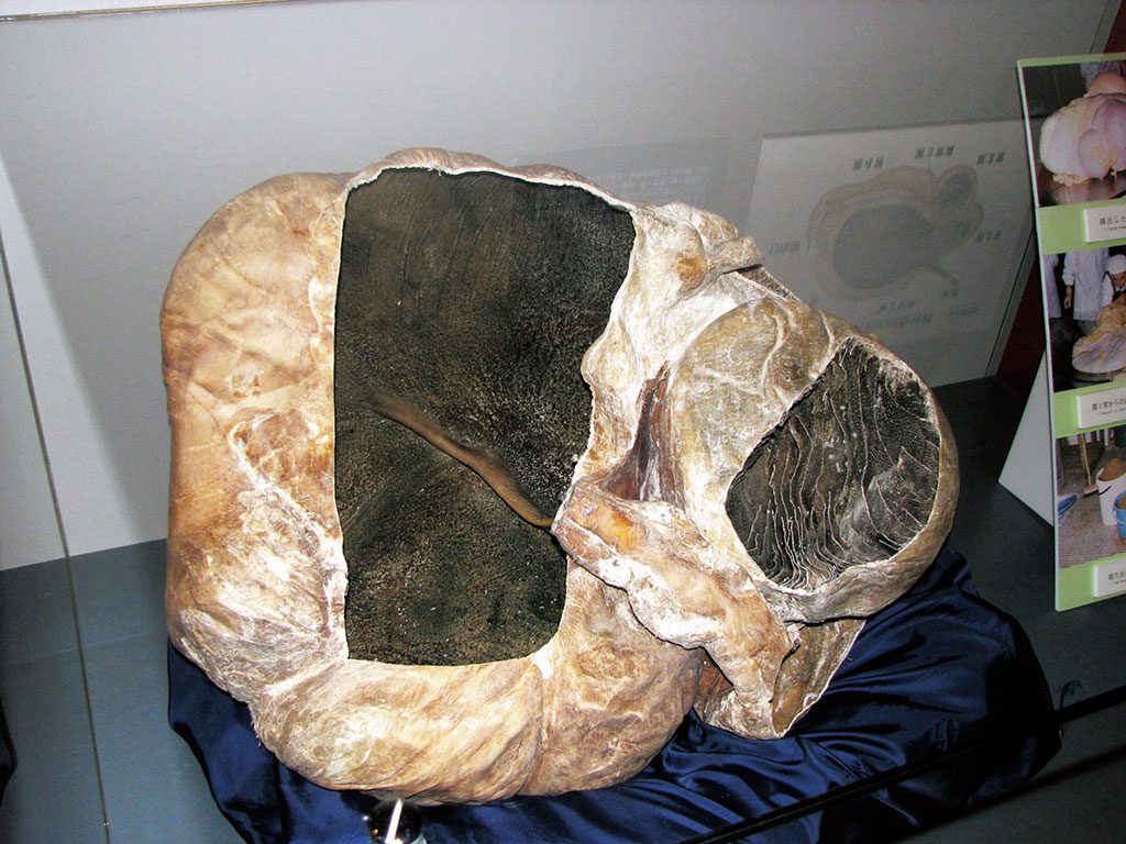 牛の胃袋の実物標本／牛の博物館（岩手県／奥州市）