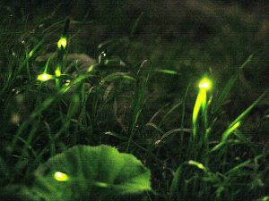 四国(徳島・香川・愛媛・高知)のホタル観賞スポット10選!四万十川など