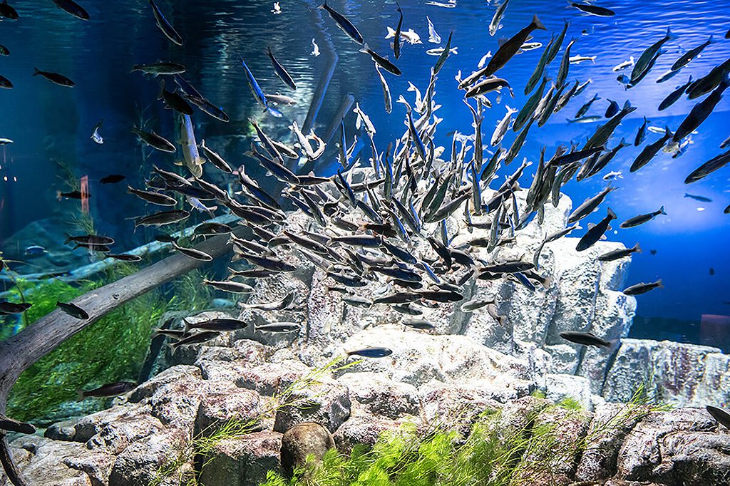 北海道のおすすめ水族館11選！北の大地らしい専門こだわり型に注目