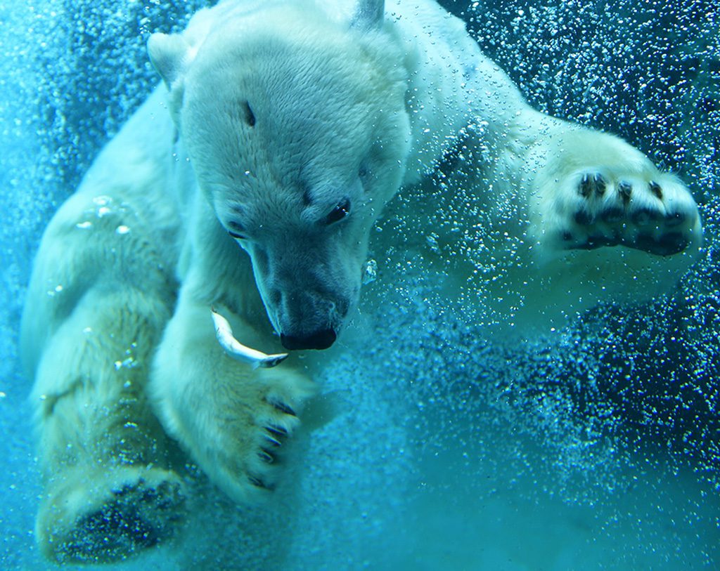 ホッキョクグマ/旭川市旭山動物園(北海道/旭川市)