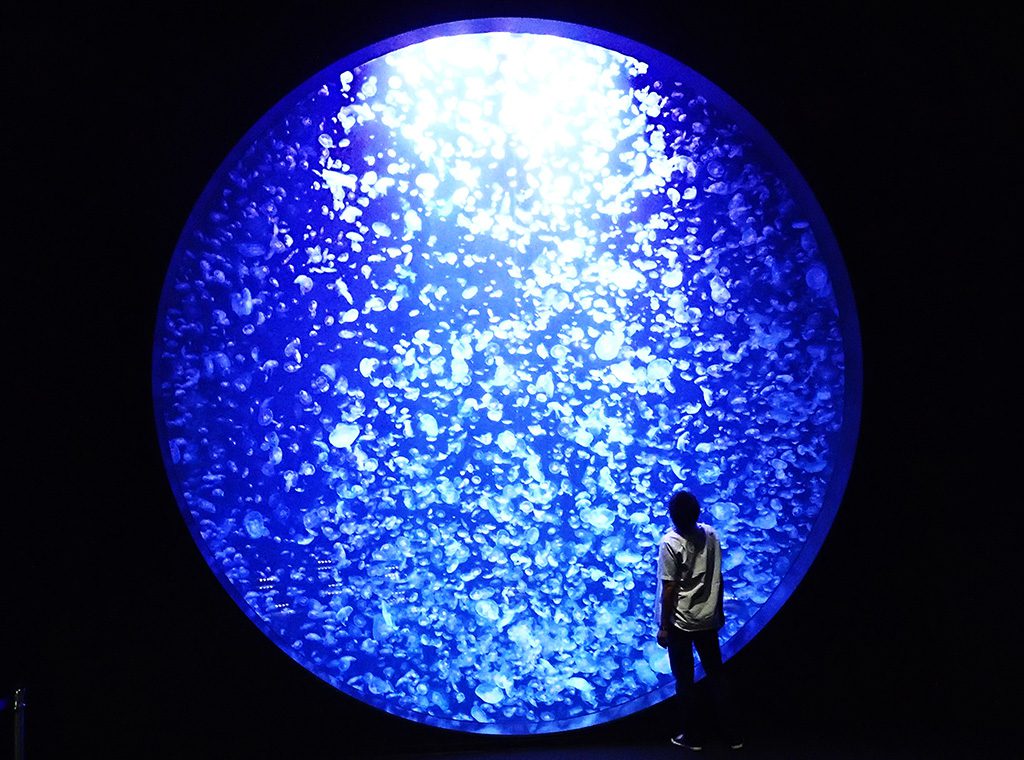 「クラゲドリームシアター」/鶴岡市立加茂水族館(山形県/鶴岡市)