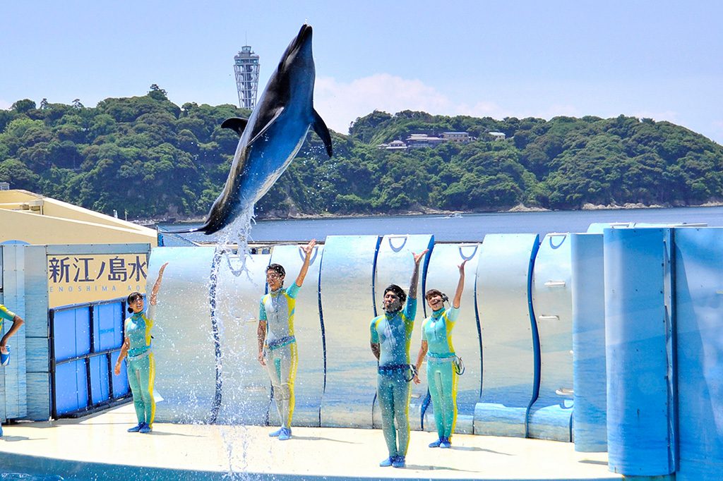 【関東の水族館】はこちら／新江ノ島水族館のイルカショー（神奈川県／藤沢市）
