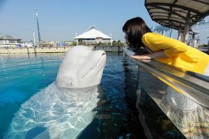 関東のおすすめ水族館26選！子どもに人気の大型水族館が満載