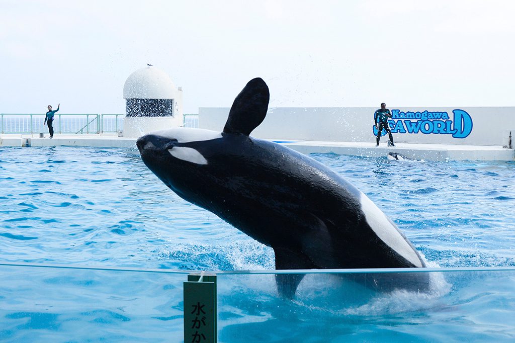 ジャンプが迫力満点のシャチ／鴨川シーワールド（千葉県／鴨川市）
