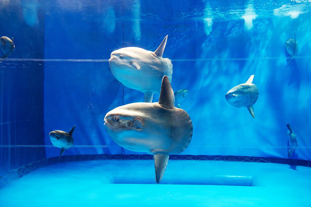 マンボウ専用水槽の様子／アクアワールド茨城県大洗水族館（茨城県／東茨城郡大洗町）