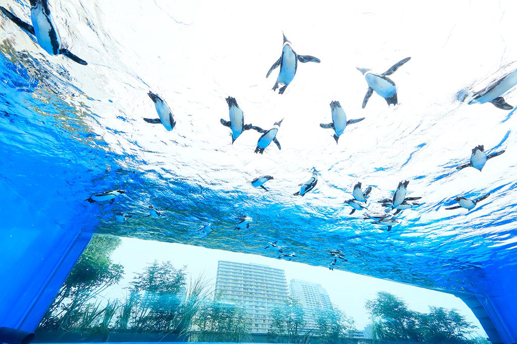 「天空のペンギン」／サンシャイン水族館（東京都／豊島区）
