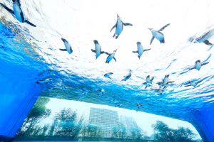 東京都のおすすめ水族館9選！見逃せないショーやアイドルは？
