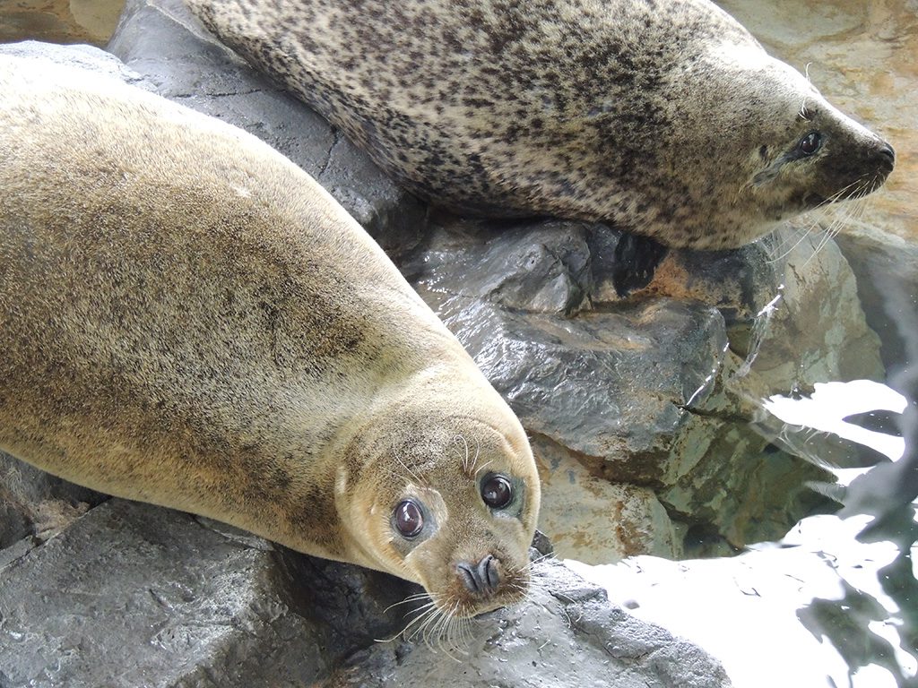 アザラシが間近に見られるアザラシ館/しながわ水族館(東京都/品川区)