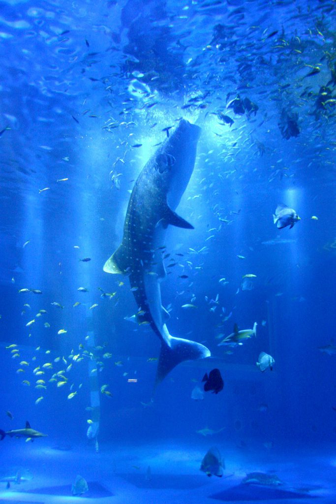 ジンベエザメの食事シーン／のとじま水族館（石川県／七尾市）