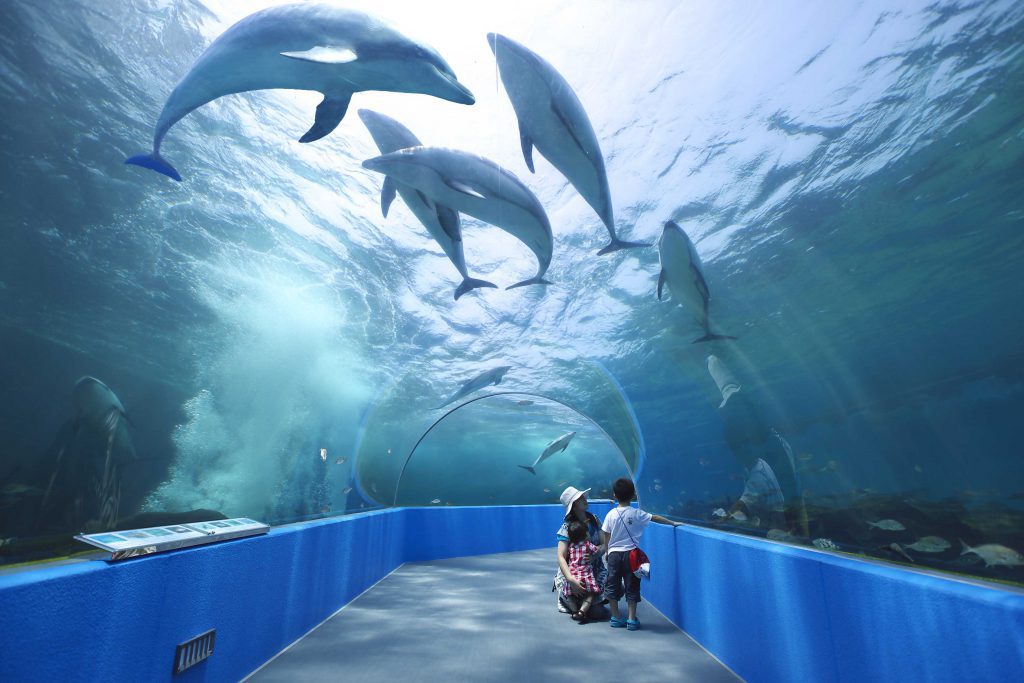 北陸のおすすめ水族館7選！豊富なふれあい体験とジンベエザメが人気