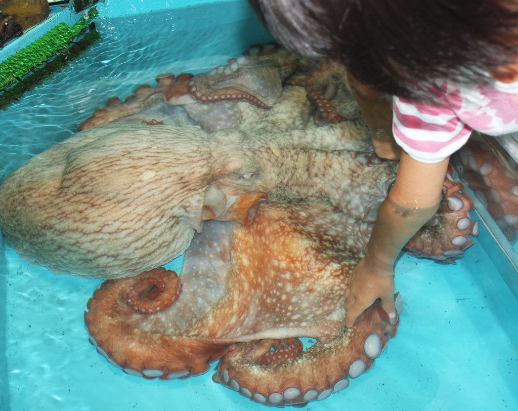 巨大ダコを自由にさわれる「ふれあい館」／越前松島水族館（福井県／坂井市）