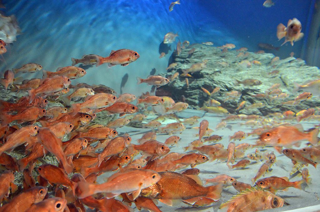 国内最多500匹のアカムツが見られる水槽/新潟市水族館 マリンピア日本海(新潟県/新潟市)