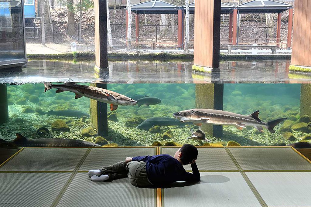寝転がって観察できる水槽/森の中の水族館。山梨県立富士湧水の里水族館(山梨県/南都留郡忍野村)