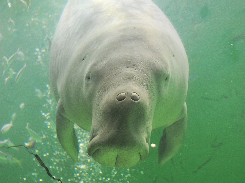 東海のおすすめ水族館21選！／鳥羽水族館のジュゴン（三重県／鳥羽市）