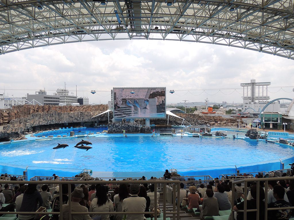 メインプールでのイルカパフォーマンスの様子／名古屋港水族館（愛知県／名古屋市港区）