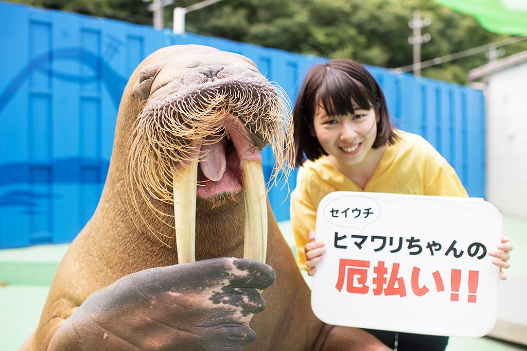 セイウチ“ヒマワリ”／伊勢夫婦岩ふれあい水族館シーパラダイス（三重県／伊勢市） width=