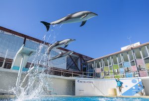 静岡・伊豆のおすすめ水族館8選！イルカショー・深海魚・カエル・ワニと多彩