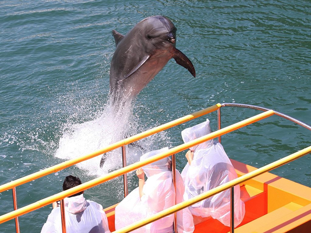 海上ステージイルカショー／下田海中水族館（静岡県／下田市）
