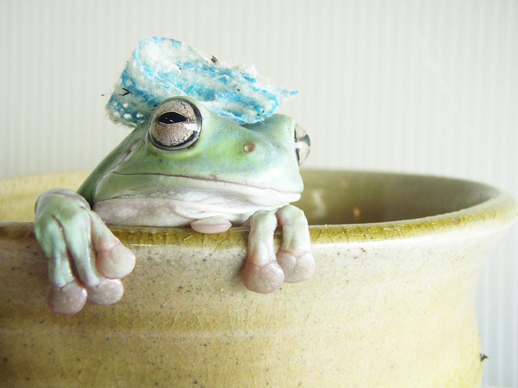 カエル館にいるイエアメガエル／あわしまマリンパーク（静岡県／沼津市）