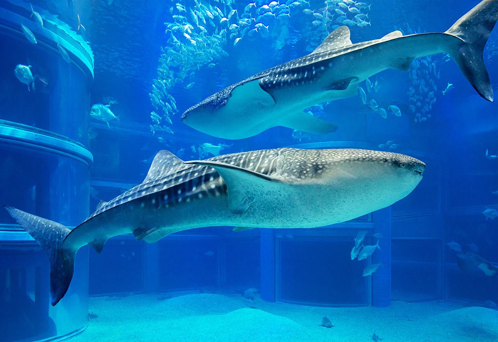 関西のおすすめ水族館18選！3大水族館・ショー演出・体感型展示に注目