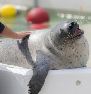 関西のおすすめ水族館18選!3大水族館・ショー演出・体感型展示に注目