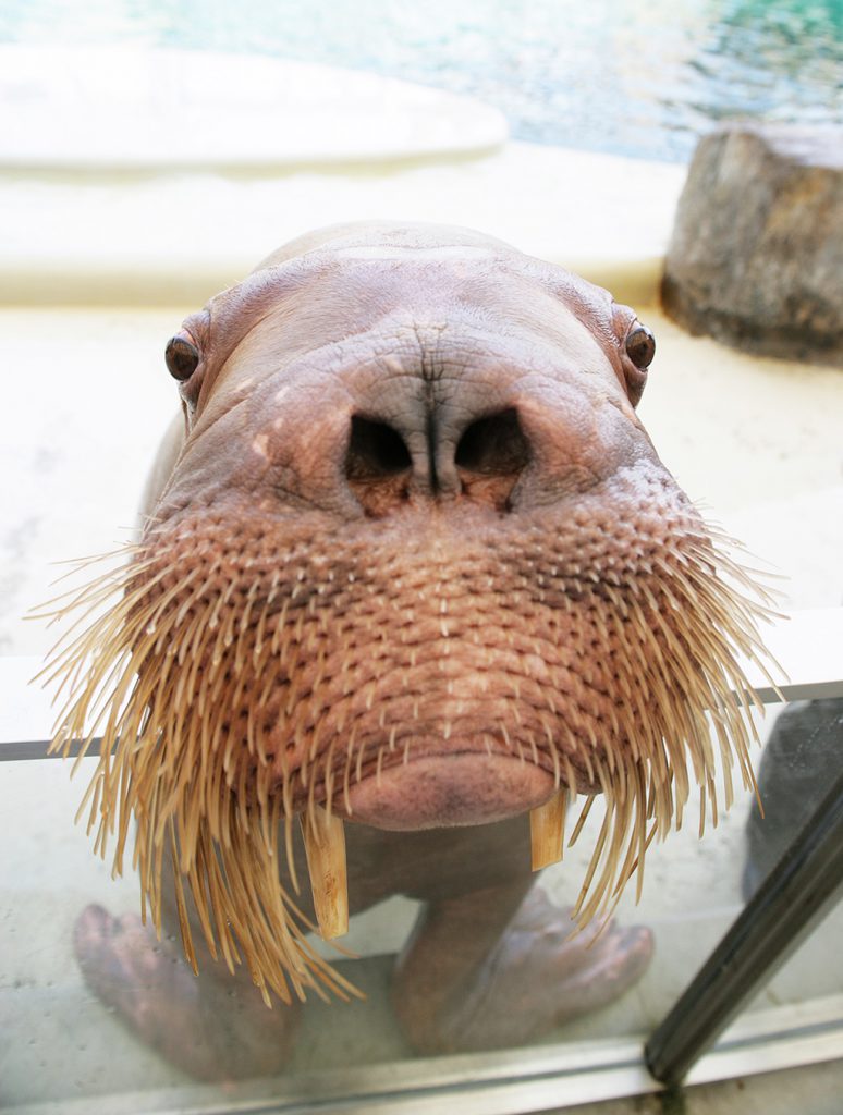 セイウチにズームアップ／城崎マリンワールド（兵庫県／豊岡市）