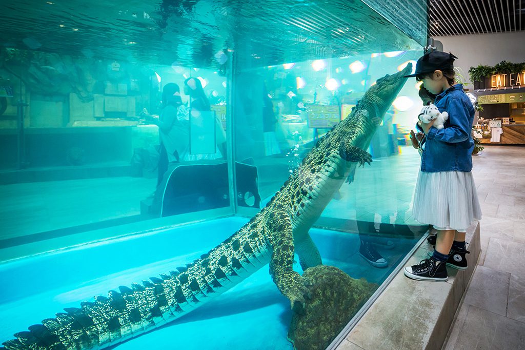 イリエワニがいる水槽／NIFREL（大阪府／吹田市）