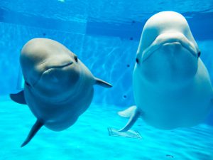 中国地方のおすすめ水族館9選!シロイルカ・スナメリ・ペンギンが人気
