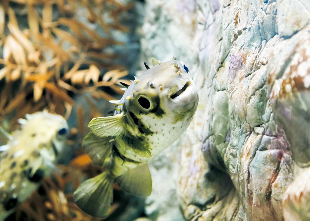 ポーキュパインフィッシュ／下関市立しものせき水族館海響館（山口県／下関市）
