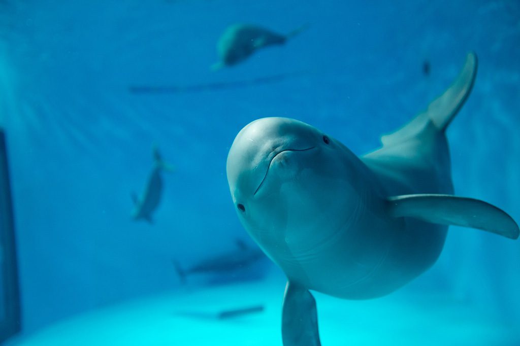 人気者スナメリ／宮島水族館（広島県／廿日市市）