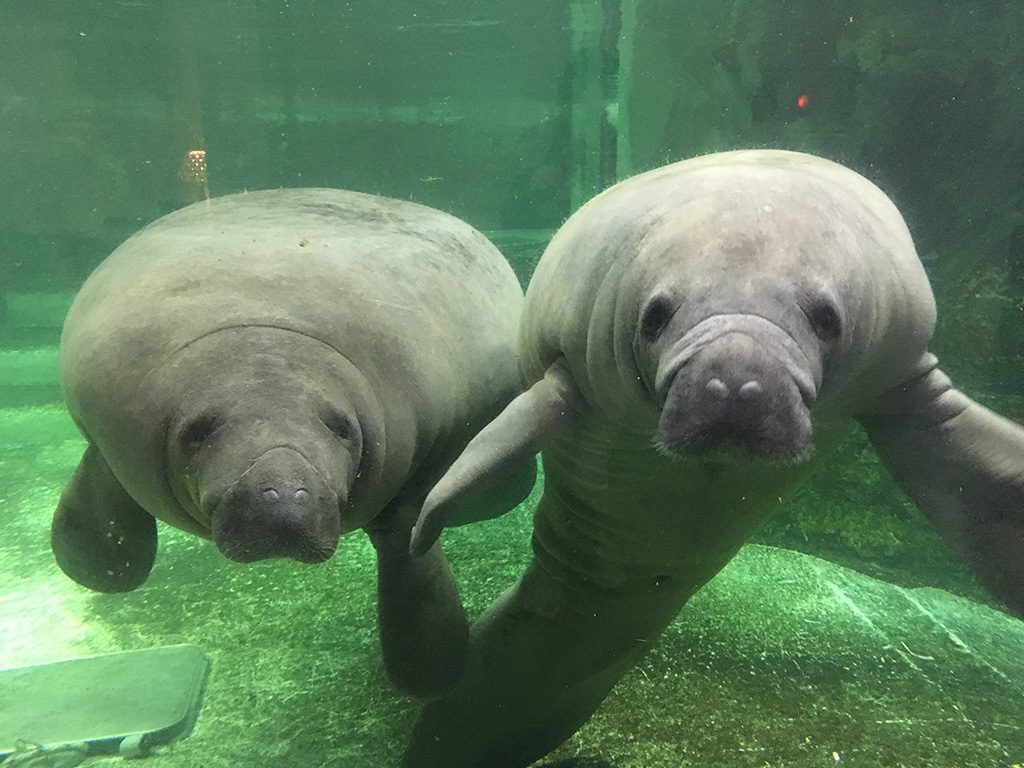 四国のおすすめ水族館7選＆続々誕生する話題の新水族館をチェック