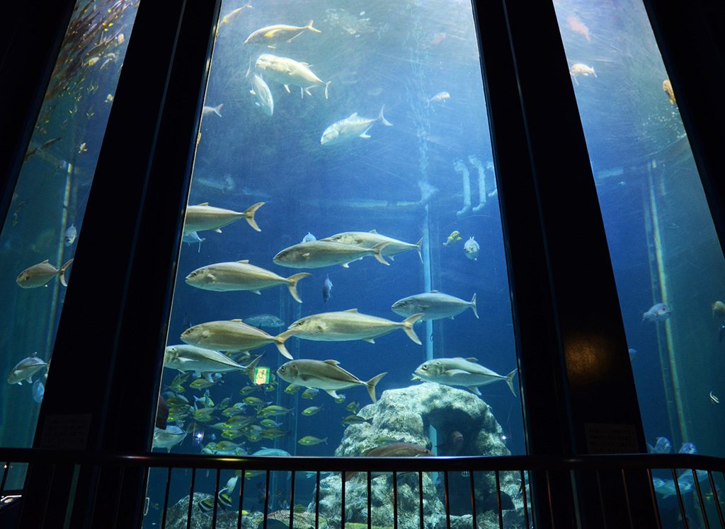 海洋水槽／高知県立足摺海洋館（高知県／土佐清水市）