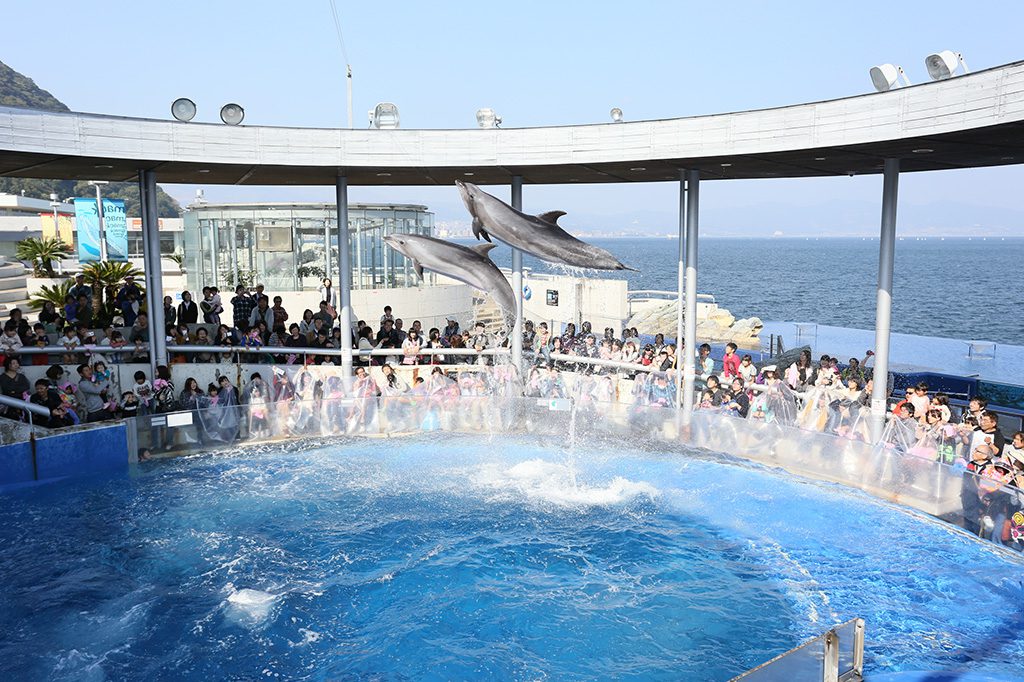 イルカのパフォーマンス/大分マリーンパレス水族館「うみたまご」(大分県/大分市)
