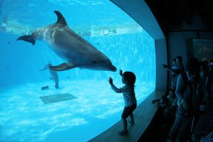 九州のおすすめ水族館13選！イルカのショーやふれあいが充実
