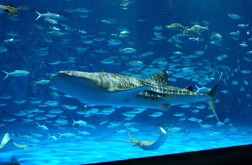 世界最大の魚ジンベエザメが群泳する黒潮大水槽/いおワールドかごしま水族館(鹿児島県/鹿児島市)