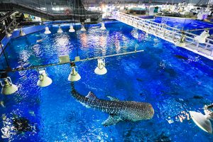 沖縄のおすすめ水族館!沖縄美ら海水族館や那覇近くの新水族館など