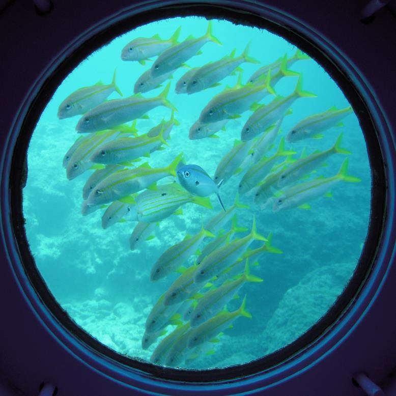 丸窓から魚たちを観察できる／ブセナ海中公園 海中展望塔・グラス底ボート（沖縄県／名護市）