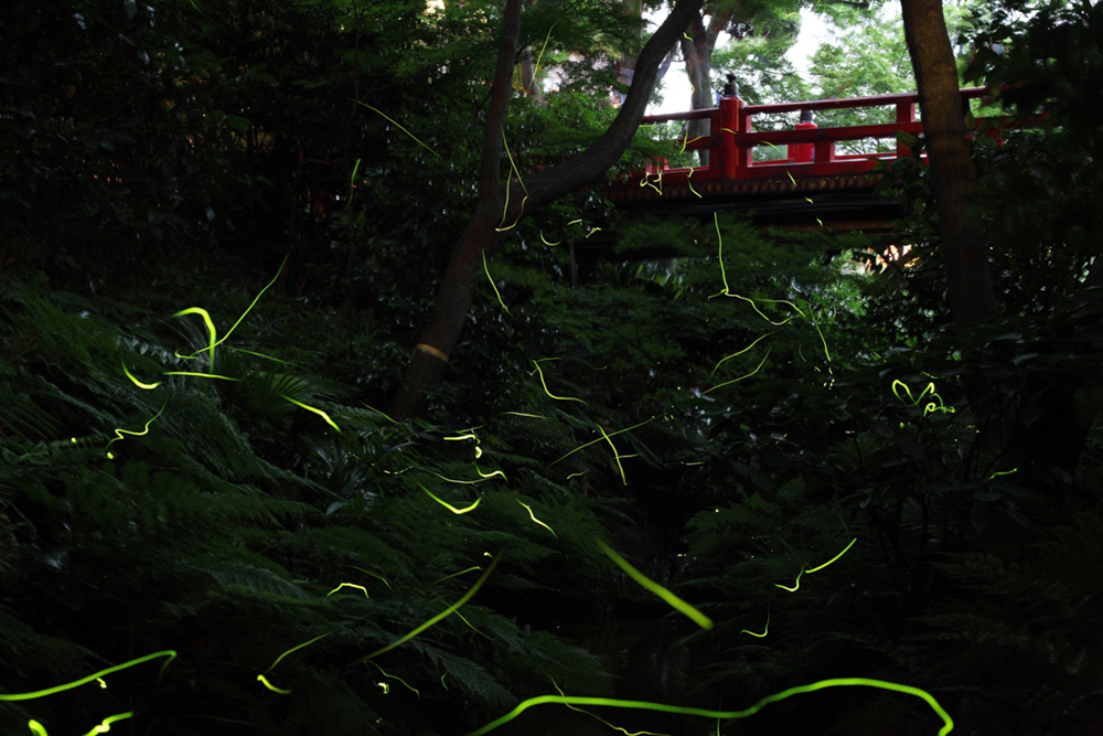 ホテル椿山荘東京「ほたるの夕べ」子どもの楽しみ方は？見頃時期・蛍の数・雨の日は？（2025年）