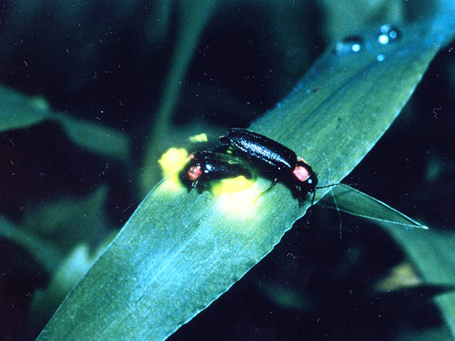 ロマンの森共和国（千葉県／君津市）