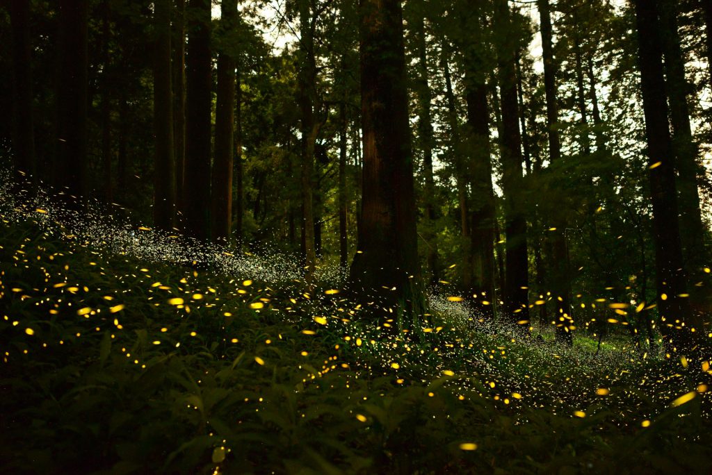 関東でおすすめ！ホタル祭りまたはガイド付き観賞会があるスポット10選