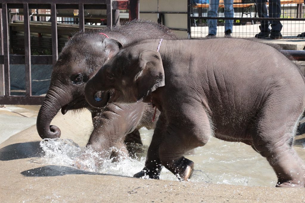 姉妹園「市原ぞうの国」のゾウ／サユリワールド（千葉県／市原市）