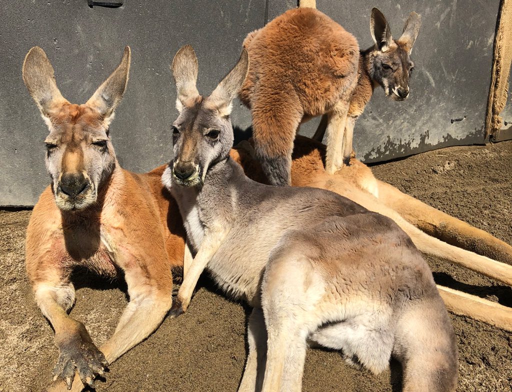 須坂市動物園、人気はアカカンガルーのイッチ、ふれあいハウス、イベントなど