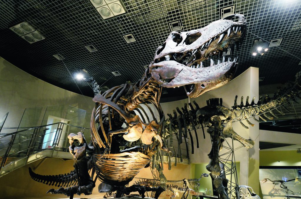 ティラノサウルスやトリケラトプスなどの全身骨格/国立科学博物館(東京都/台東区)
