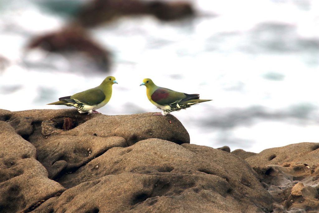 特別展「アオバトのふしぎ～森のハト、海へ行く～」／神奈川県立生命の星・地球博物館（小田原市）