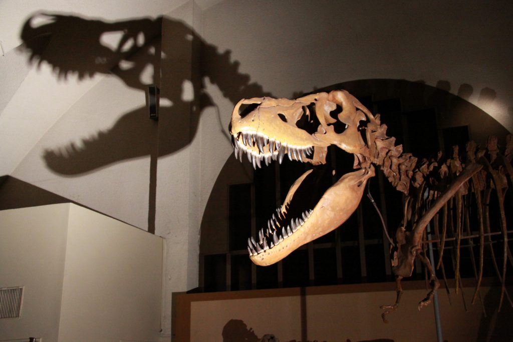 恐竜ナイトツアーの様子／東海大学海洋科学博物館・自然史博物館（静岡県／静岡市）