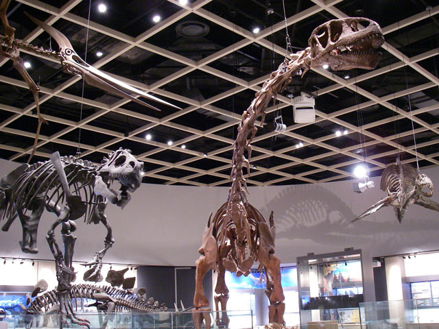 エドモントサウルスなど全身骨格標本／豊橋市自然史博物館（愛知県／豊橋市）