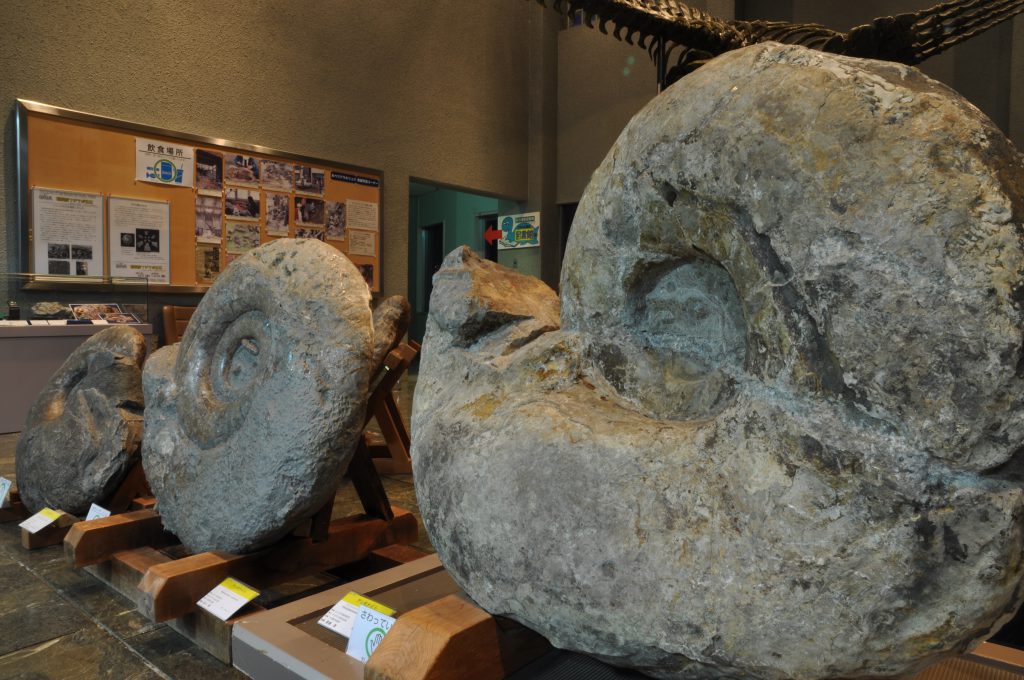 アンモナイト化石/むかわ町穂別博物館(北海道)