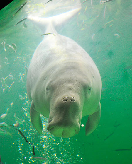 東海のおすすめ水族館21選！海獣と大接近、巨大淡水魚など迫力