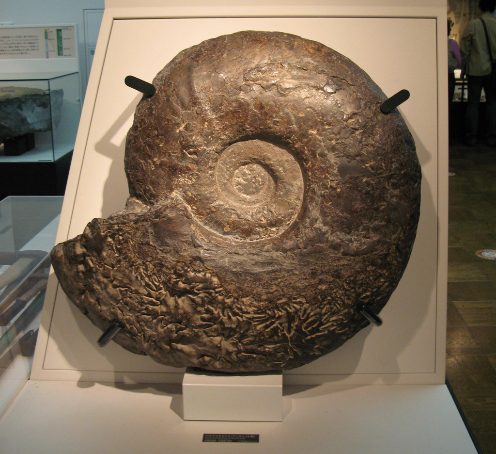 アンモナイトの化石を展示/国立科学博物館(東京都/台東区)